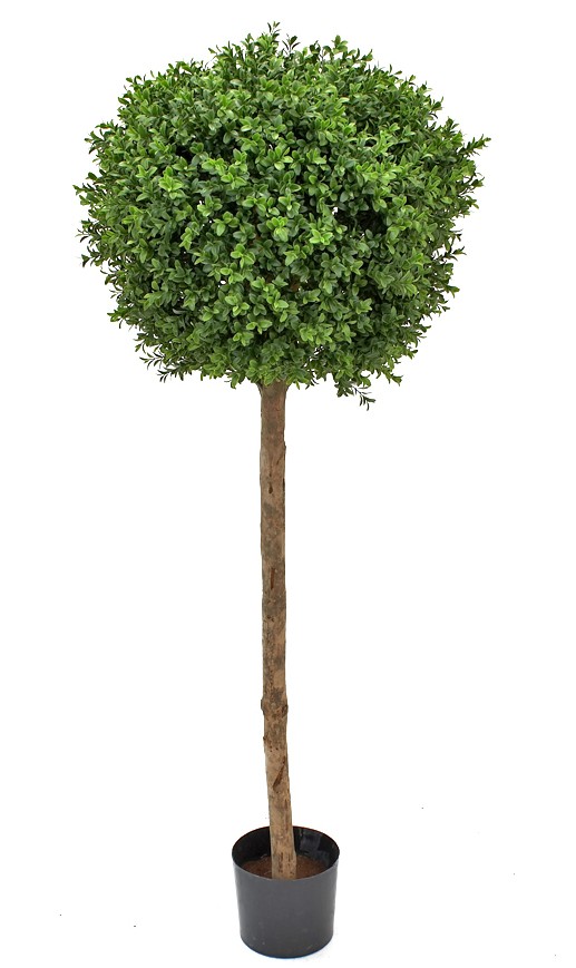 sommarblommor på stam sommarblommor på stam